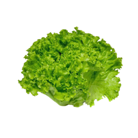 Lechuga batavia