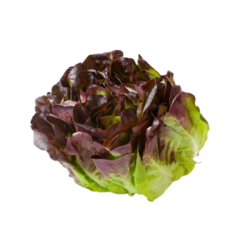 Lechuga hoja de roble